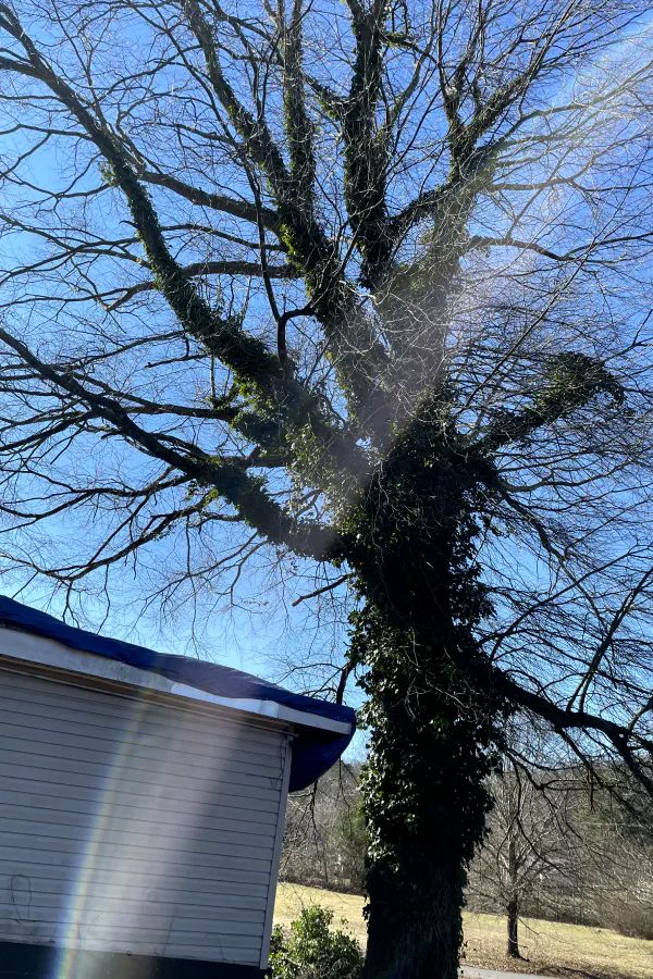 A large, bare tree trunk covered in dense ivy stands next to a white house under a clear, bright blue sky.