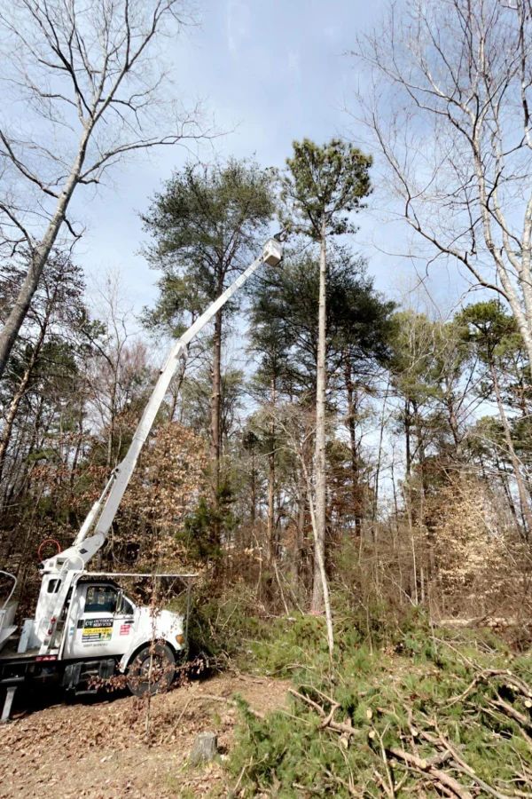 A white boom truck lifts a worker in a bucket to trim the upper branches of a tall pine tree in a wooded area.