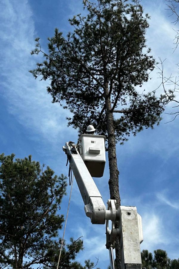 A worker in a white hard hat stands in an elevated bucket lift, trimming the branches of a tall pine tree against a sky.