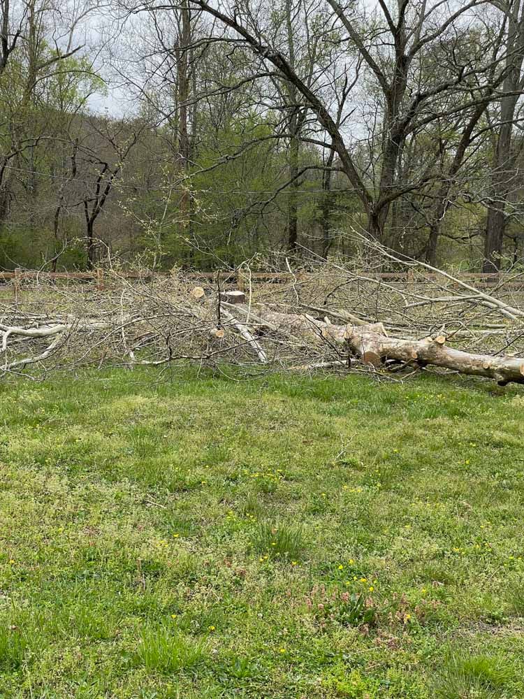 A large, fallen tree lies across a grassy field near a forest edge on an overcast day.