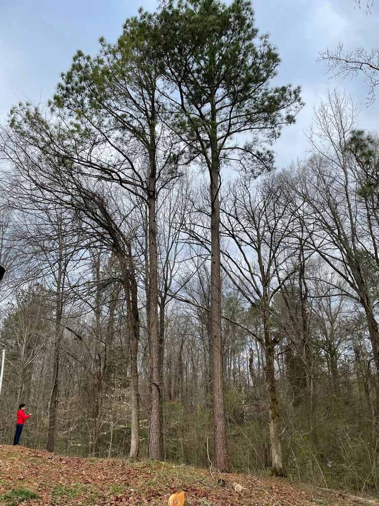 A person stands on a grassy, leaf-covered slope looking up at tall pine trees reaching into a cloudy sky.