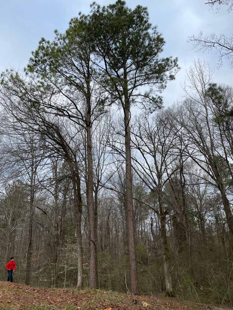 Two tall pine trees stand in a wooded area with a person in a red jacket standing nearby on a leaf-covered hill.