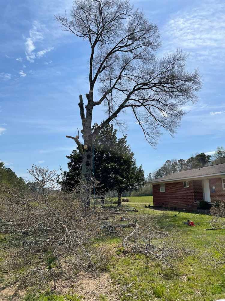 A partially pruned large tree stands near a brick house, with fallen branches covering the foreground lawn.