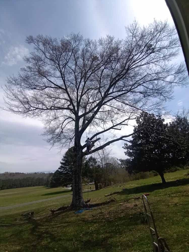 A person in a tree using a rope to prune branches, with a grassy field and a dark-leafed tree in the background.