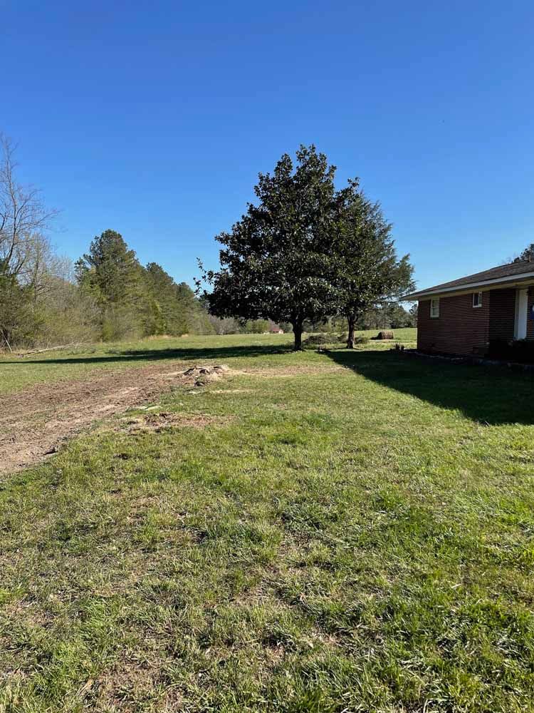 A sunny day view of a grassy lawn leading toward a large evergreen tree next to the corner of a brick building.