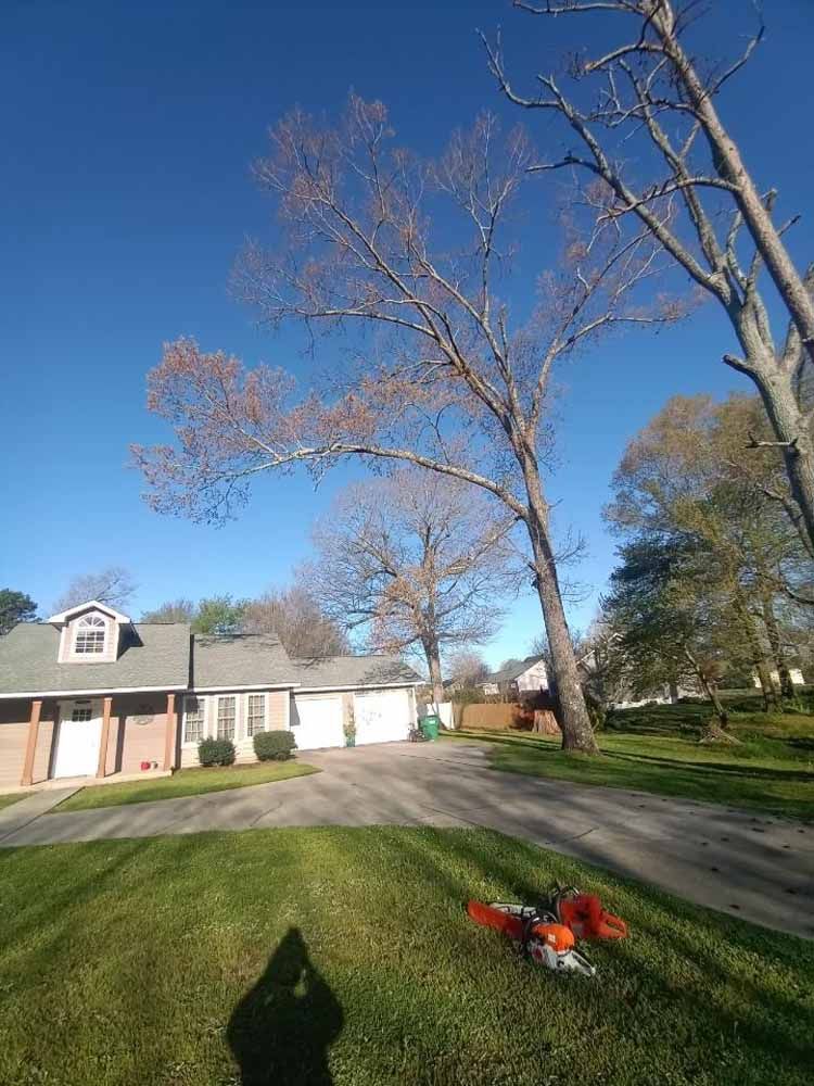 A chainsaw rests on a grassy front lawn, with a driveway leading to a house beneath tall, bare trees under a clear sky.