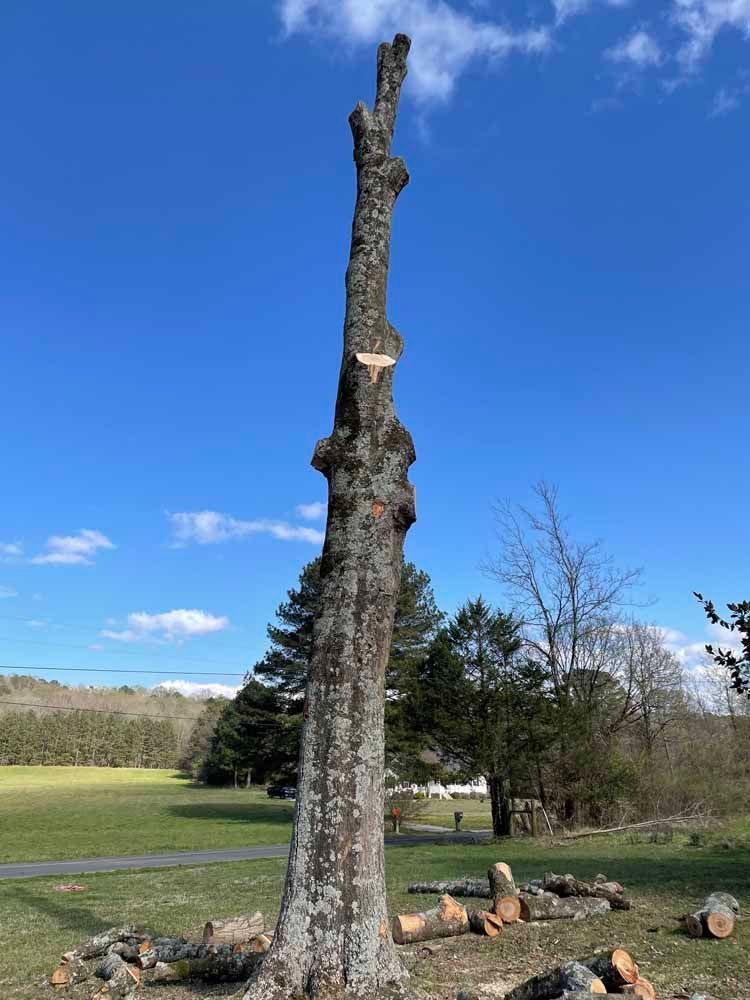 A tall, bare tree trunk stands in a grassy field with cut logs scattered at its base against a bright blue sky.