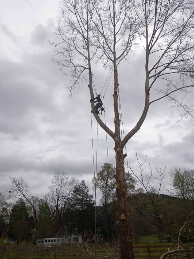 A climber suspended by ropes works high in a tall, leafless tree against a cloudy, overcast sky.