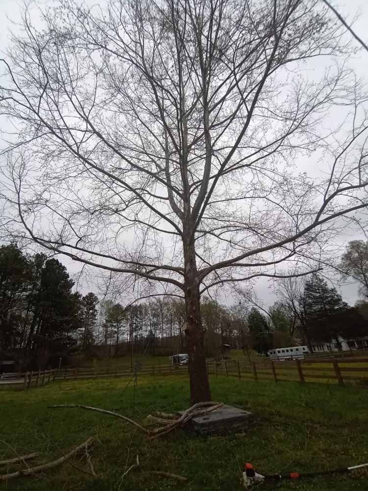 A tall, leafless tree stands in a field under a cloudy sky, with some pruned branches on the ground nearby.