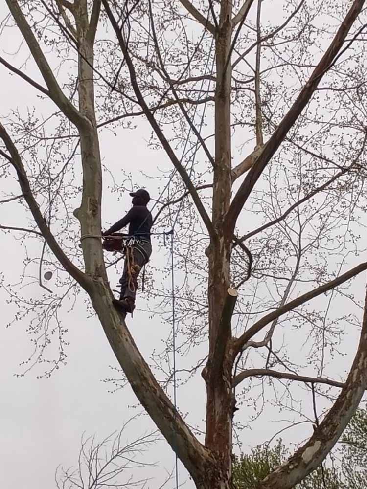 A person in safety gear works high up in a tall, leafless tree, holding a chainsaw while attached to a rope system.