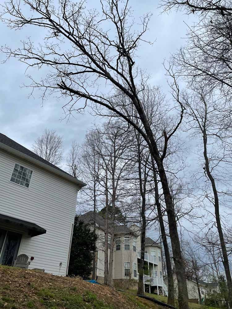 A tall, bare tree leans at a sharp angle over the roof of a suburban house on a cloudy day.