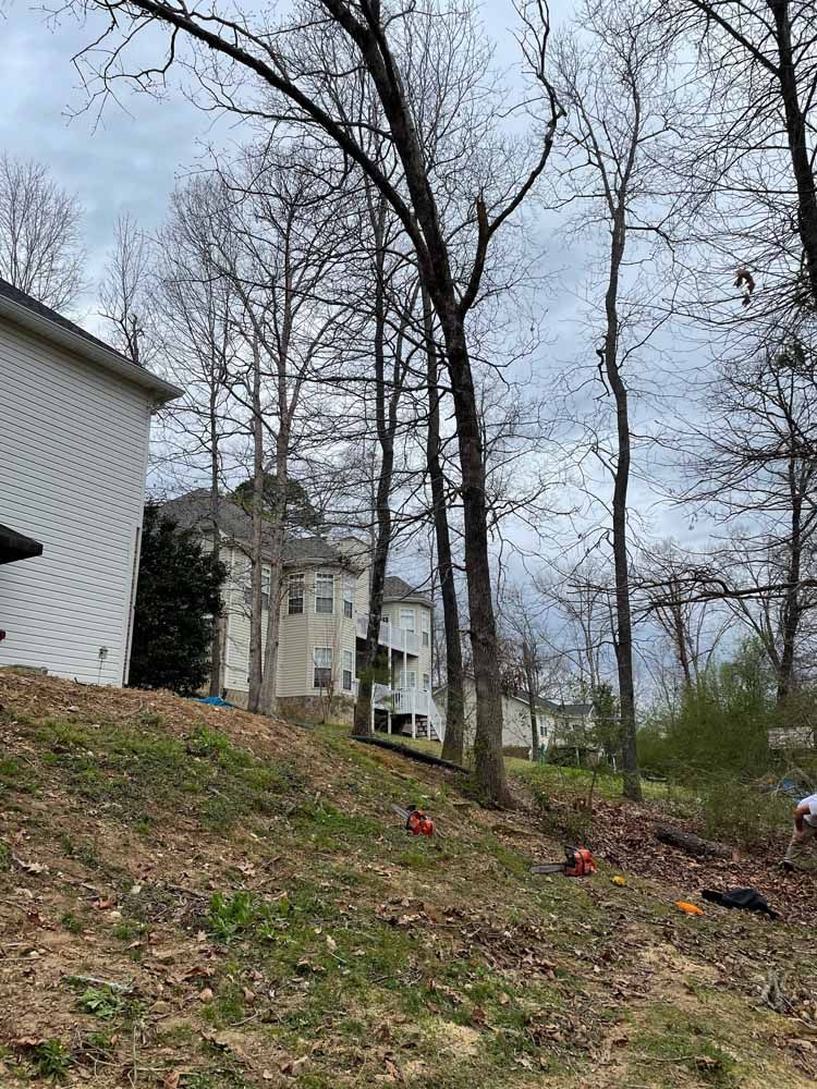 A sloped yard with tall, bare trees leading up to two large, light-colored suburban houses under a cloudy sky.