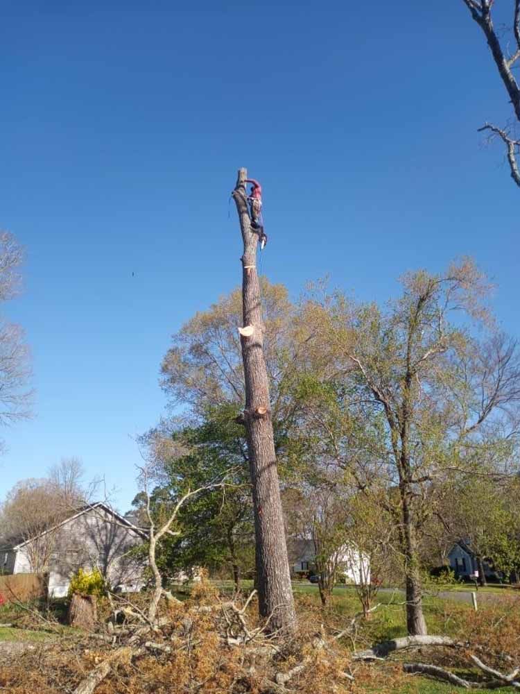 A person harnessed to the top of a tall, branchless pine tree, preparing to cut sections of the trunk in a yard.
