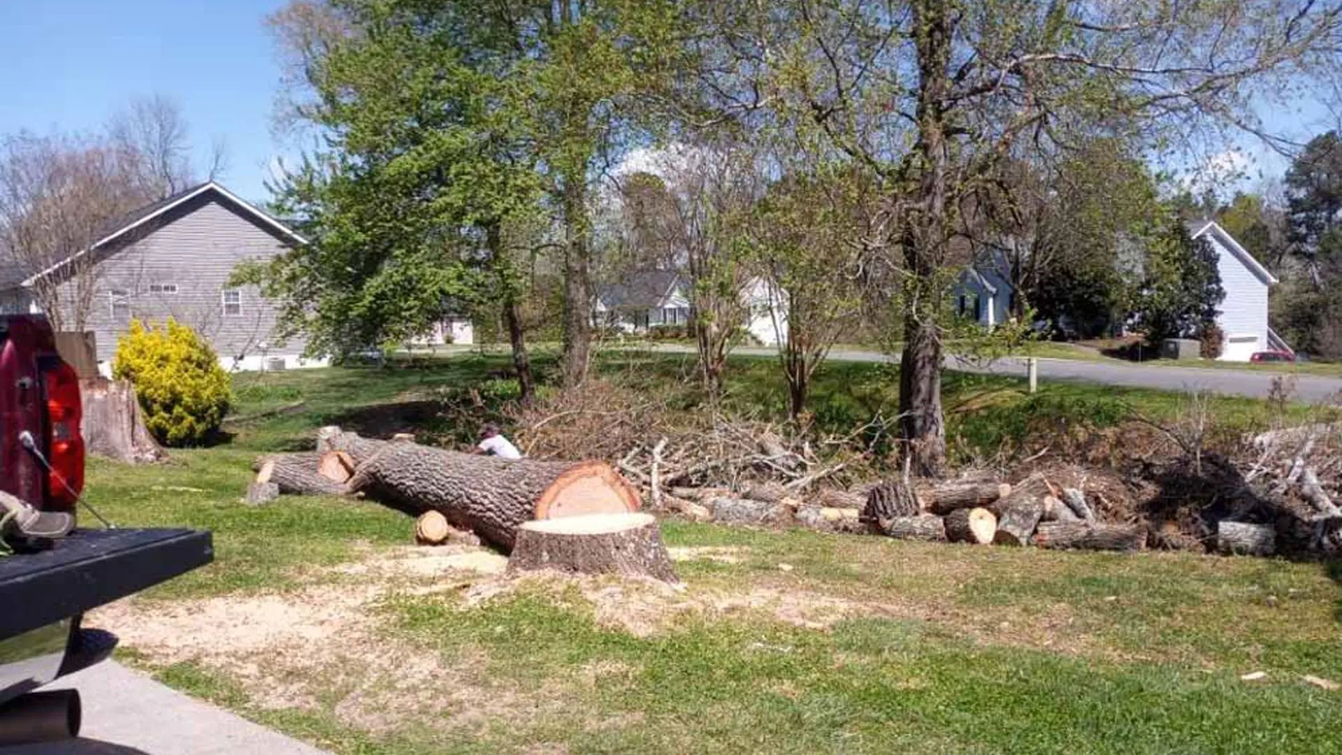 A freshly cut pine tree lies in a sunny residential yard next to a stump, with branches nearby and houses in the background.