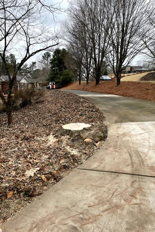 A concrete driveway leads toward a house in the distance, passing a large tree stump in a yard covered with brown leaves.