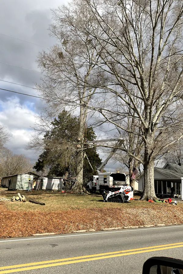 A bucket truck and heavy equipment operator work to remove large, bare trees near a house and outbuilding.
