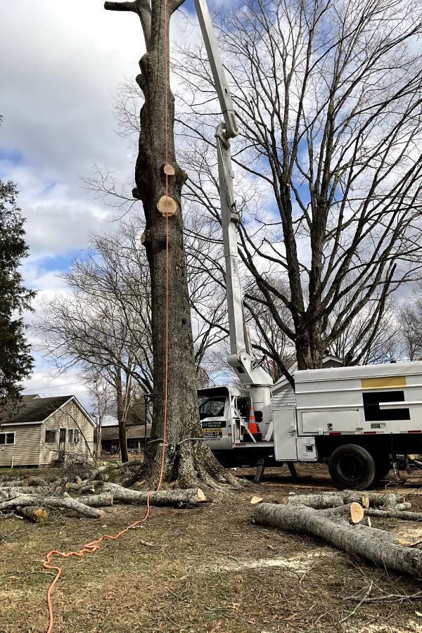 A bucket truck parked next to a large tree with its aerial lift arm extended to facilitate trimming or removal.