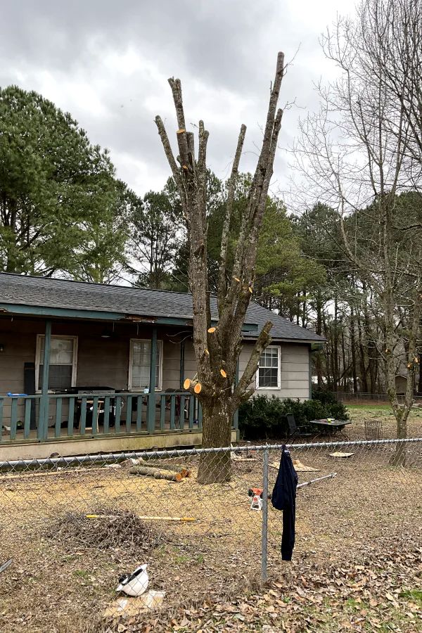 A tree in a yard has been heavily pruned, with most of its branches cut back to the trunk near a small house.