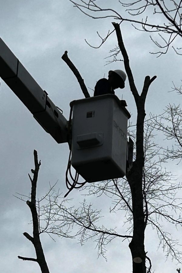 A person wearing a hard hat in a bucket lift, trimming the branches of a bare tree against an overcast sky.