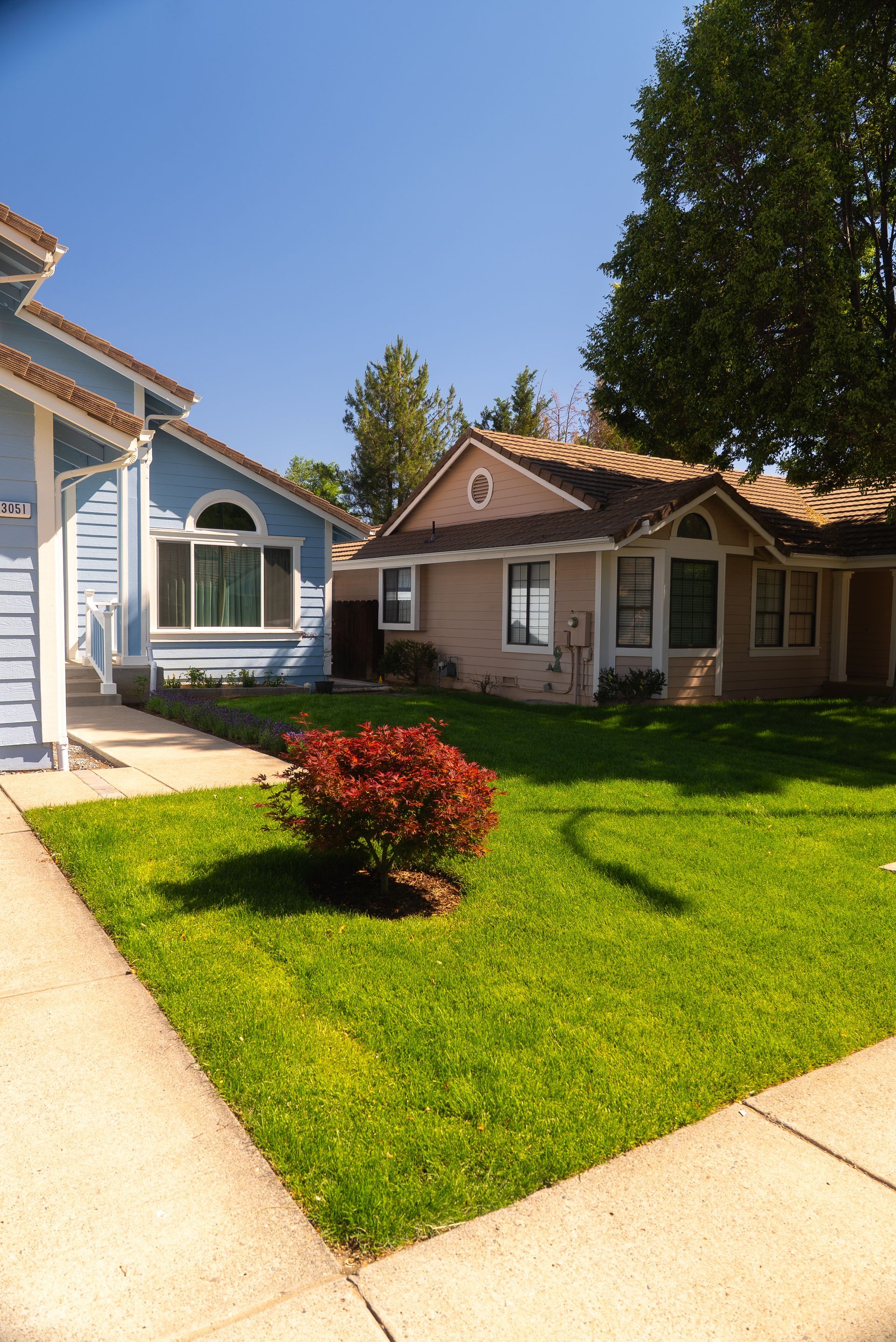 Row of houses with blue and tan exteriors, lush green lawns, and a red bush on a sunny day.