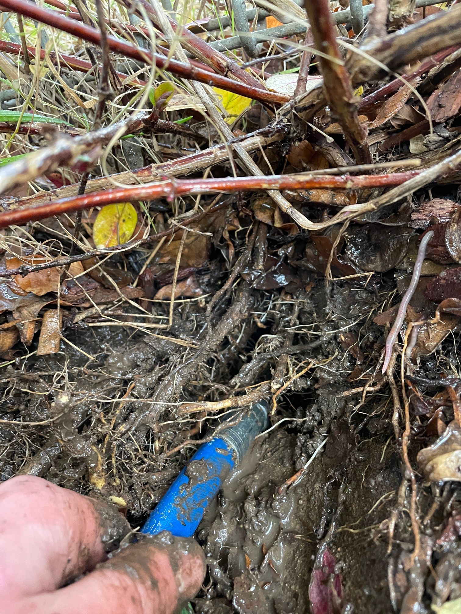Hand Holding a Blue Tool in Muddy Soil With Roots and Plant Debris — Expert Plumbing & Solar Services Bathurst in Kelso, NSW
