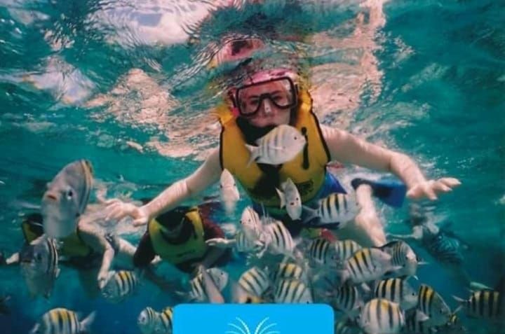 Snorkeler underwater among colorful fish, with turquoise water and sunlight above.
