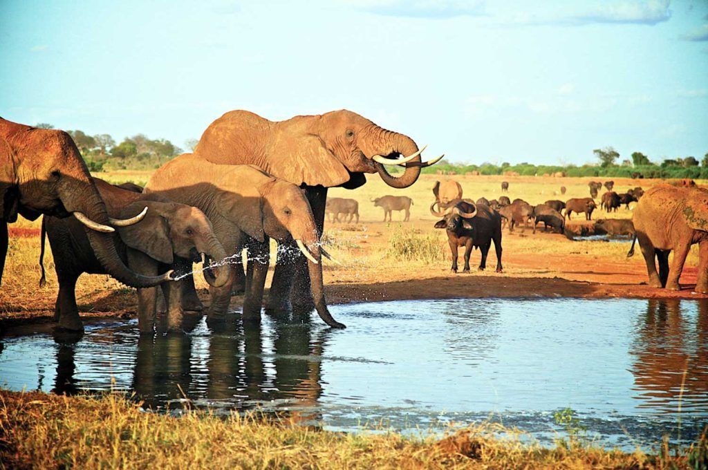 Elephants and other animals gather at a watering hole in a sunny savanna landscape.