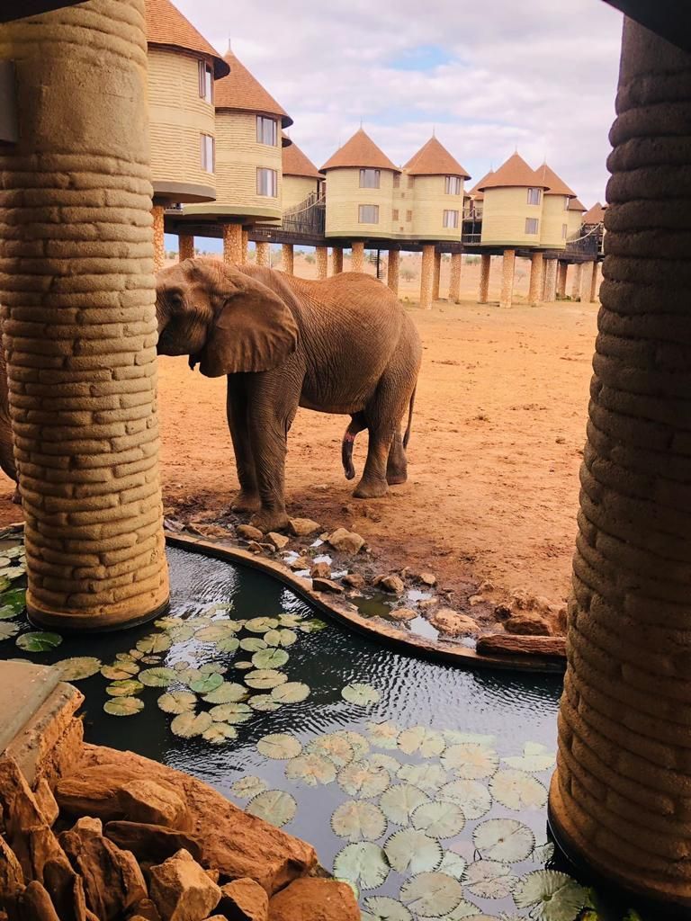 Elephant standing in a sandy enclosure beside a shallow water pool with lily pads, near lodge-like buildings