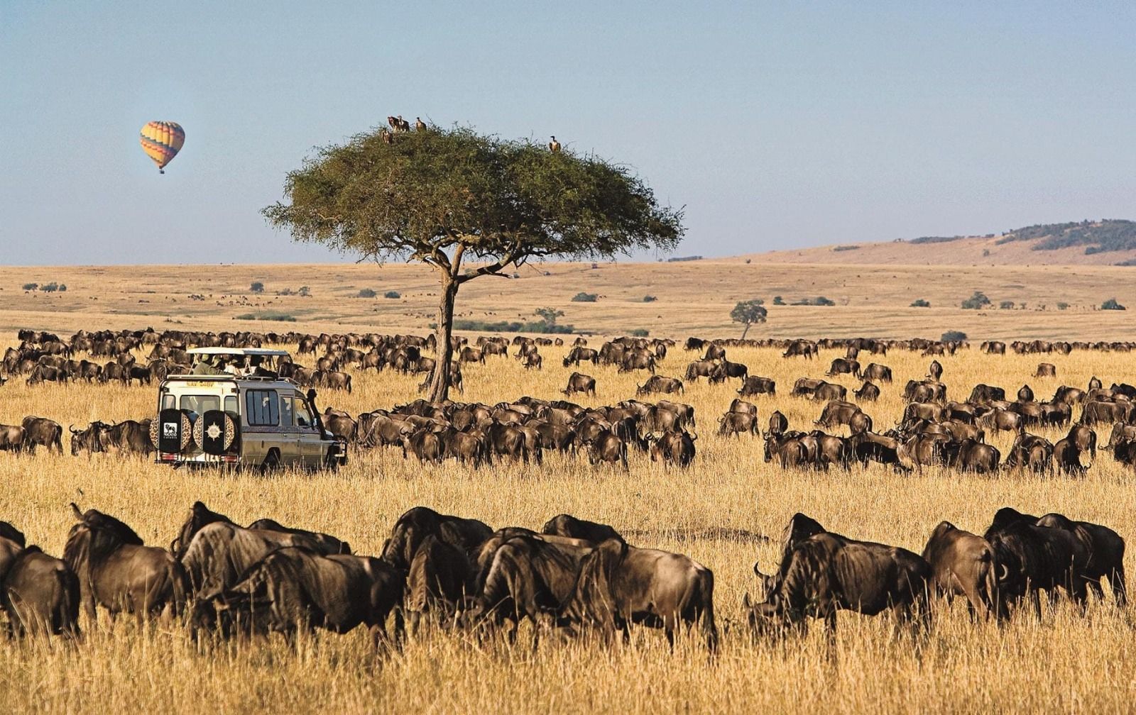 Many Wildbeests close together together at the savanna with a vehicle in the middle and an acacia tree.