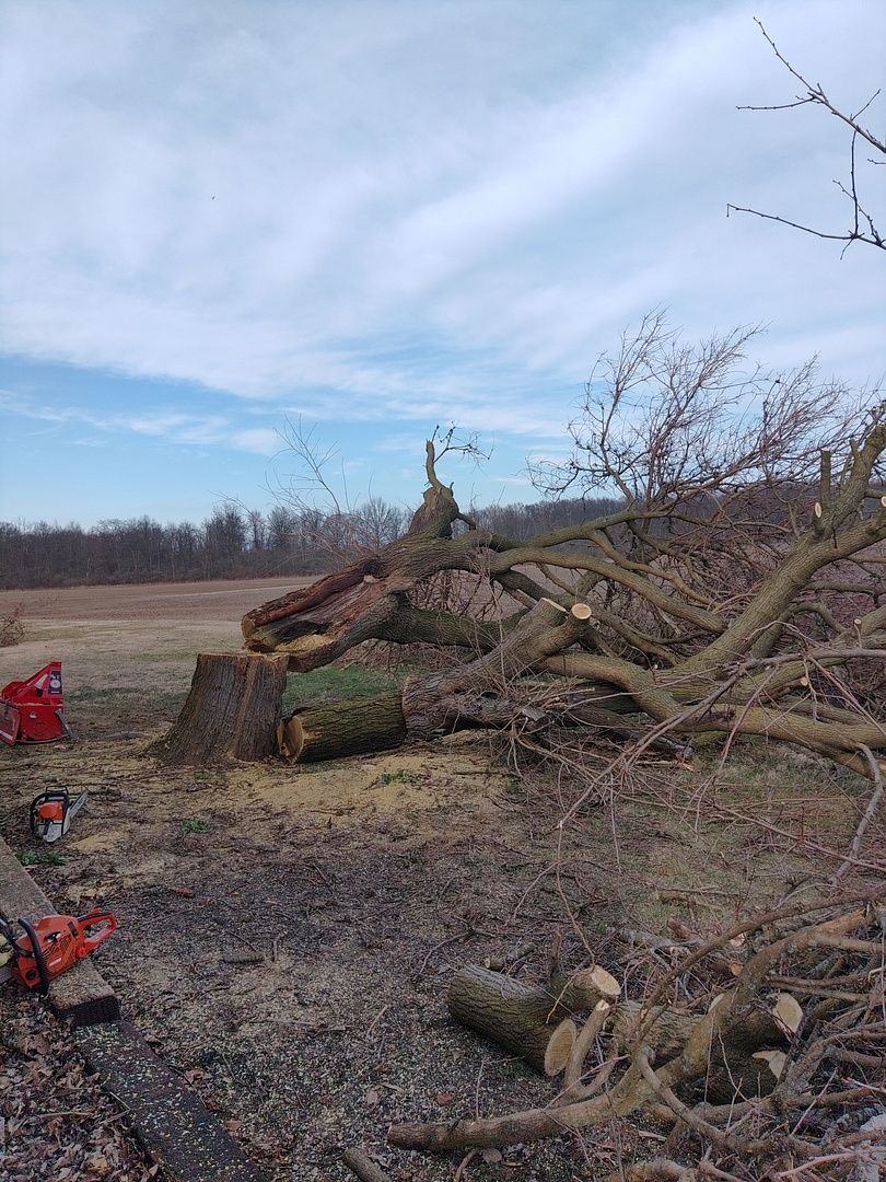A pile of fallen trees in a field with a chainsaw in the background.