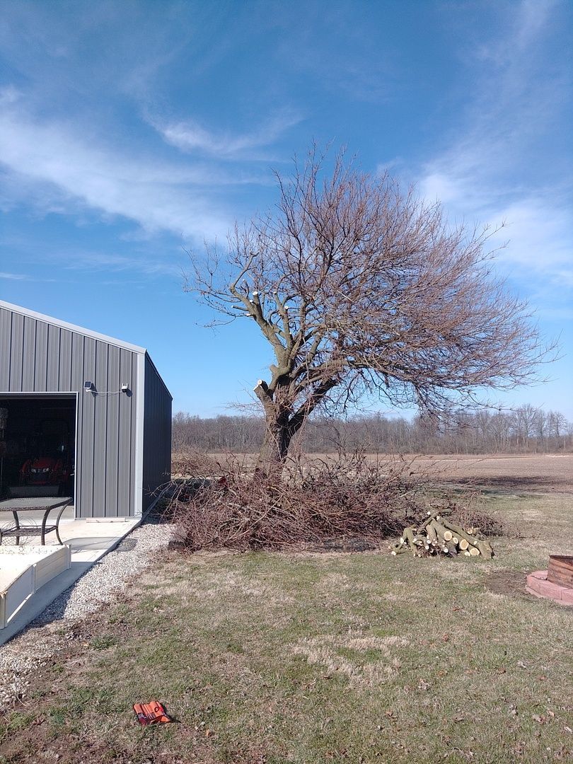 There is a tree in the middle of a field in front of a building.