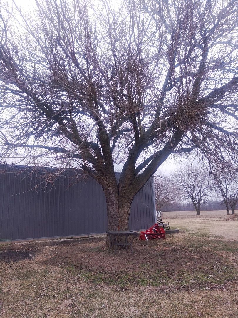 A large tree without leaves is in a field next to a shed.