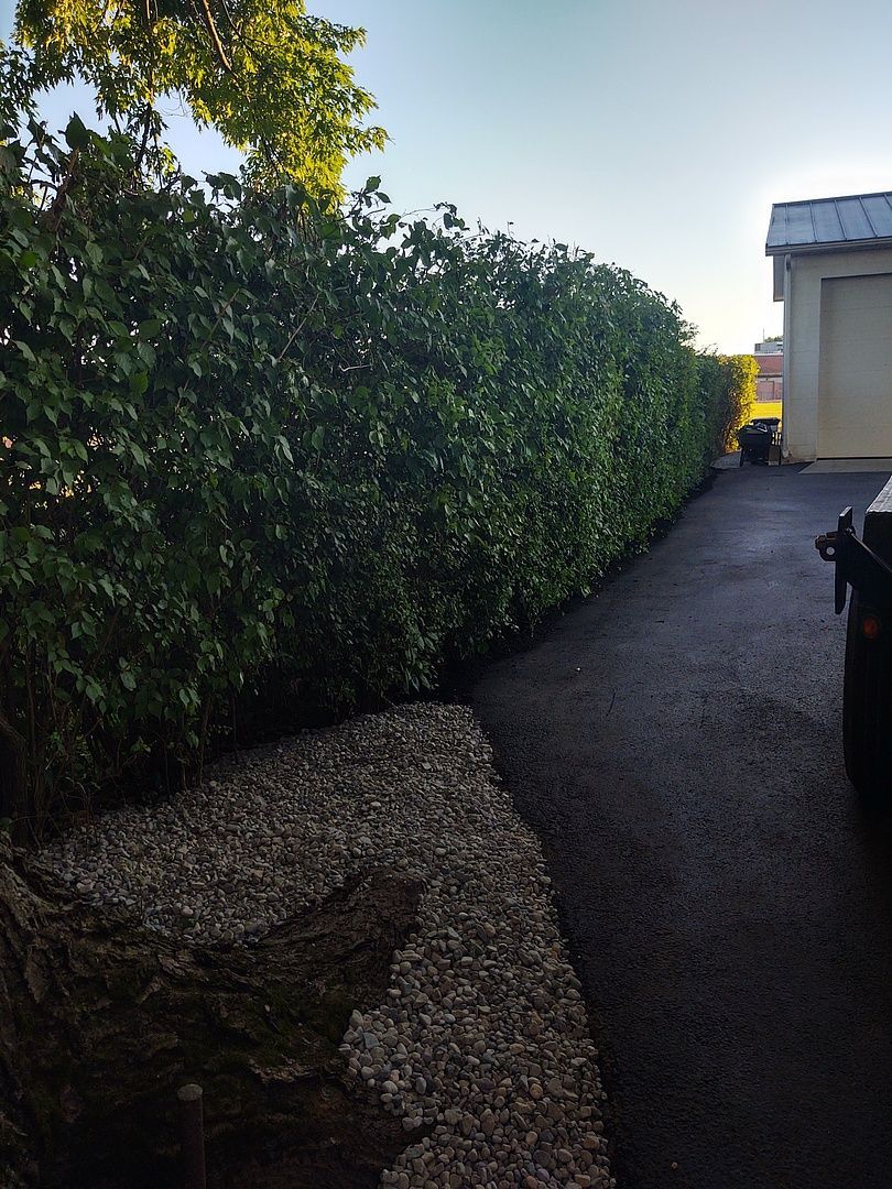 A car is parked in a driveway next to a hedge.