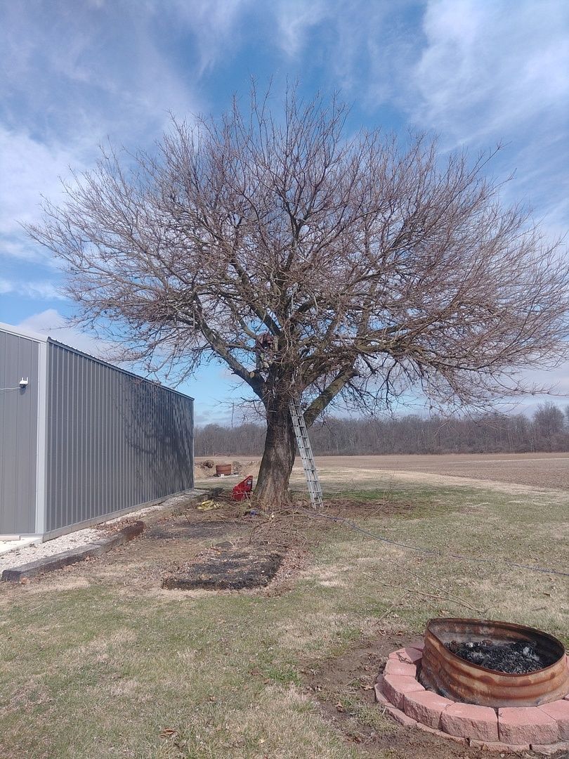 A tree without leaves is in the middle of a field next to a building.