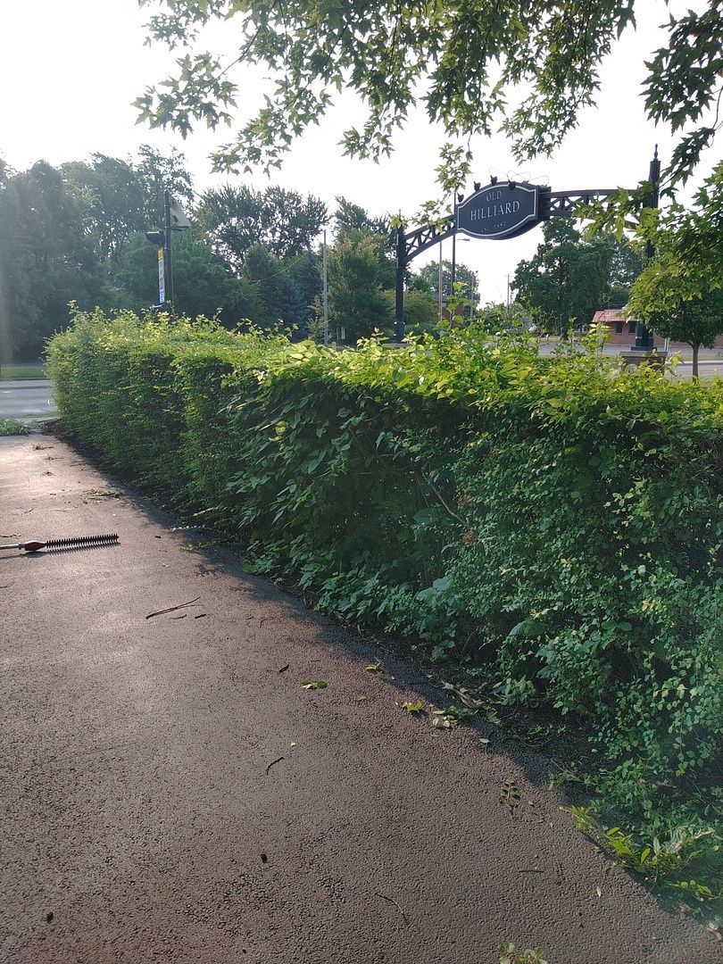 A hedge along the side of a road with trees in the background.