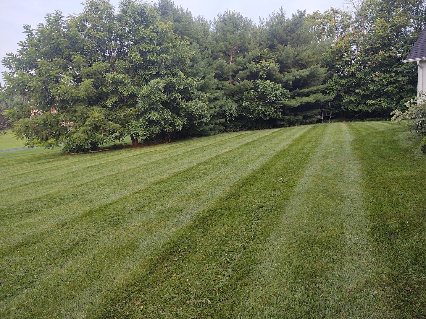 A lush green field of grass with trees in the background.