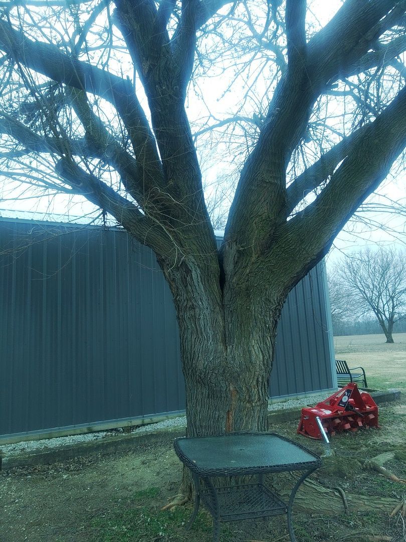 A tree with a table underneath it and a red tractor in the background.