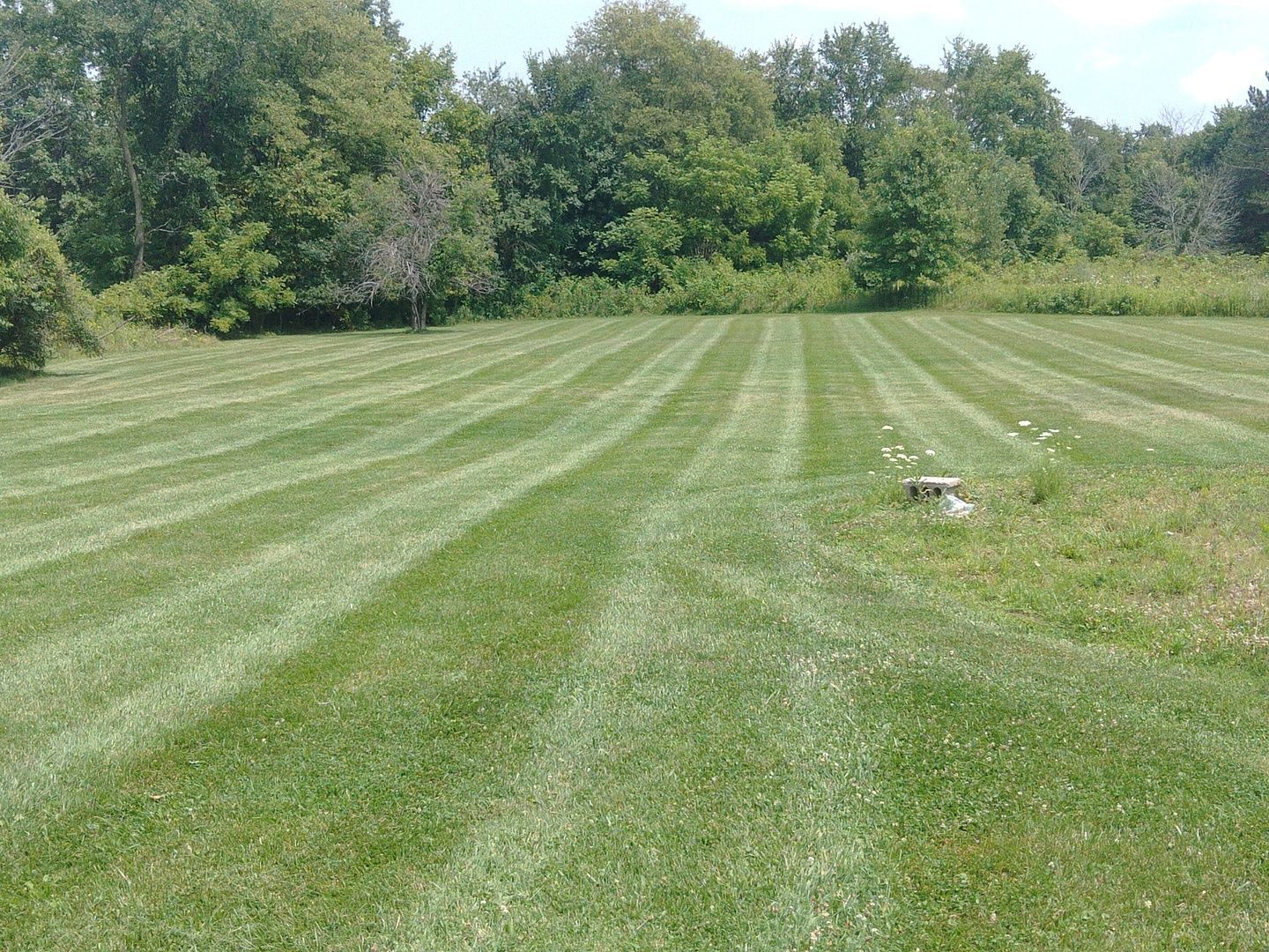 A lush green field of grass with trees in the background.