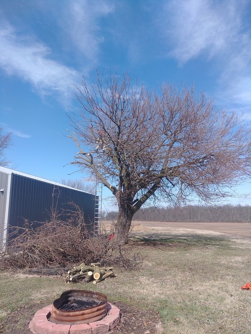 There is a tree in the middle of a field next to a fire pit.