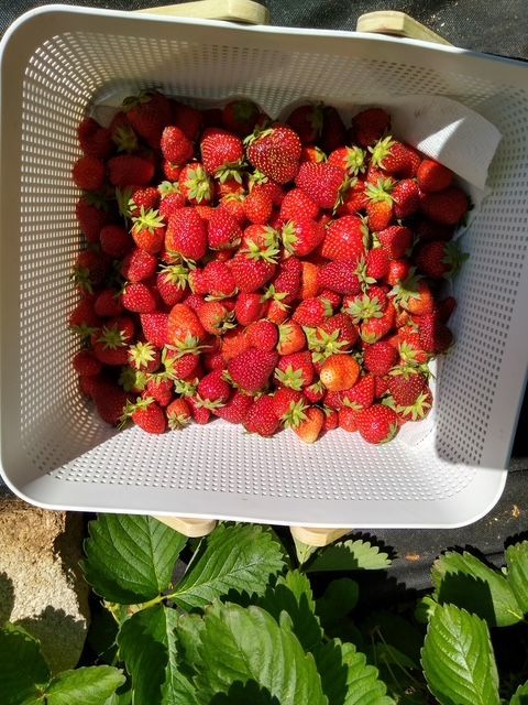 Strawberry display with packaged berries and a bowl of fresh strawberries on a table.