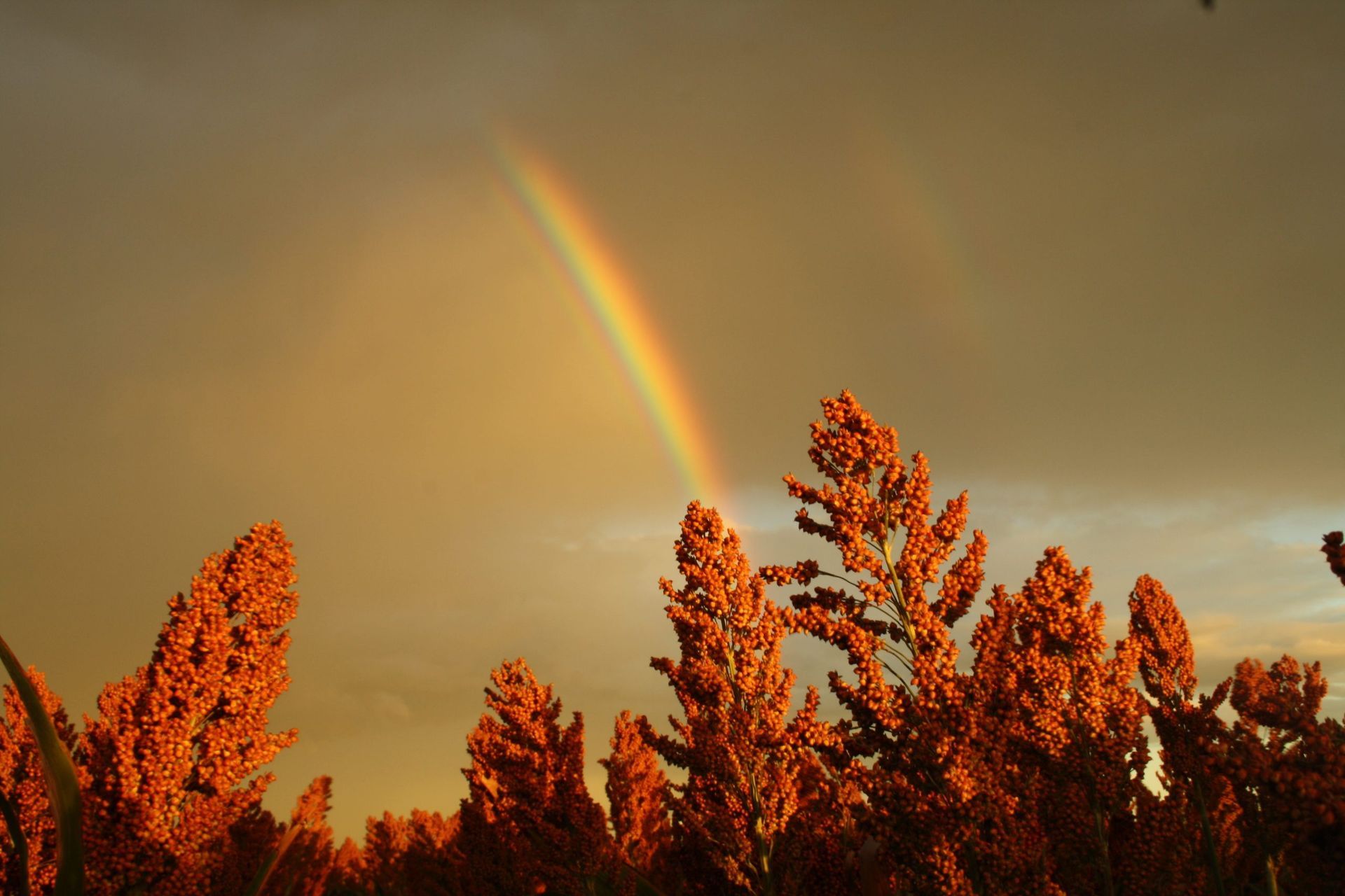 Rainbow over orange autumn trees under a cloudy sky