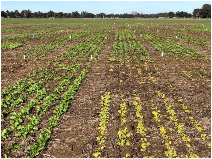 Rows of young green crops growing in a field under a clear sky