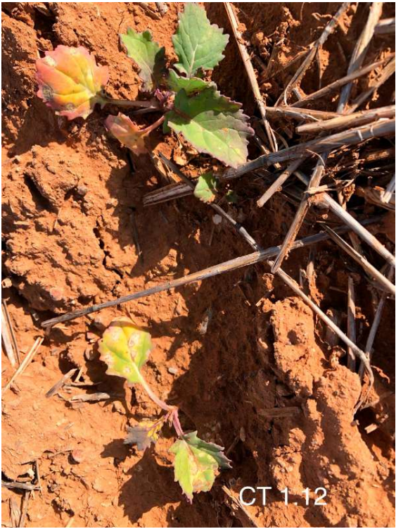 Small green seedlings sprouting in dry reddish soil beside tangled brown twigs