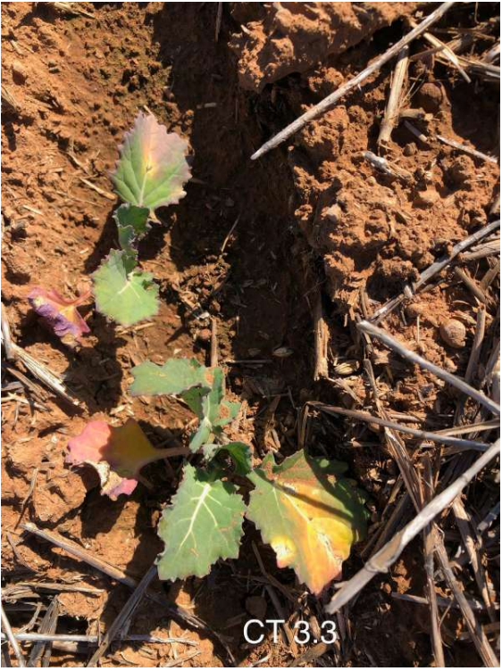 Small green seedling with serrated leaves growing in dry reddish-brown soil, with one yellowing leaf.