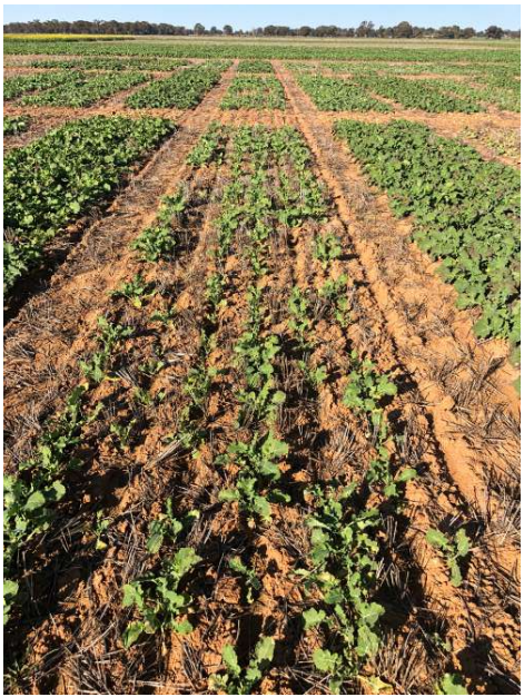Rows of young green crops in a muddy farm field under a clear sky