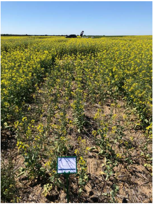 Yellow-flowered crop field under a blue sky, with a small sign in the foreground.