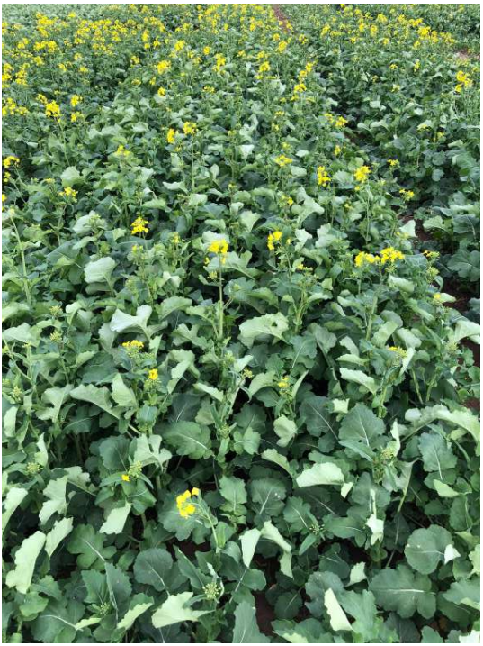 Dense green crop field with small yellow flowers