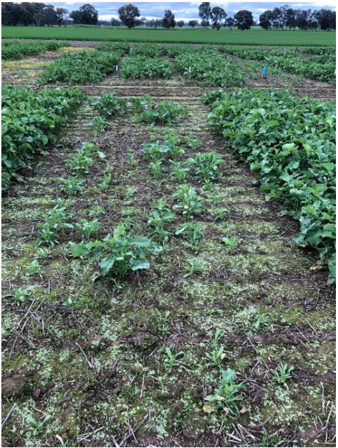 Row of young crops in a field with patchy green growth and rows of soil under an overcast sky.