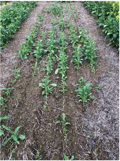 Rows of young green plants growing in a mulched garden bed
