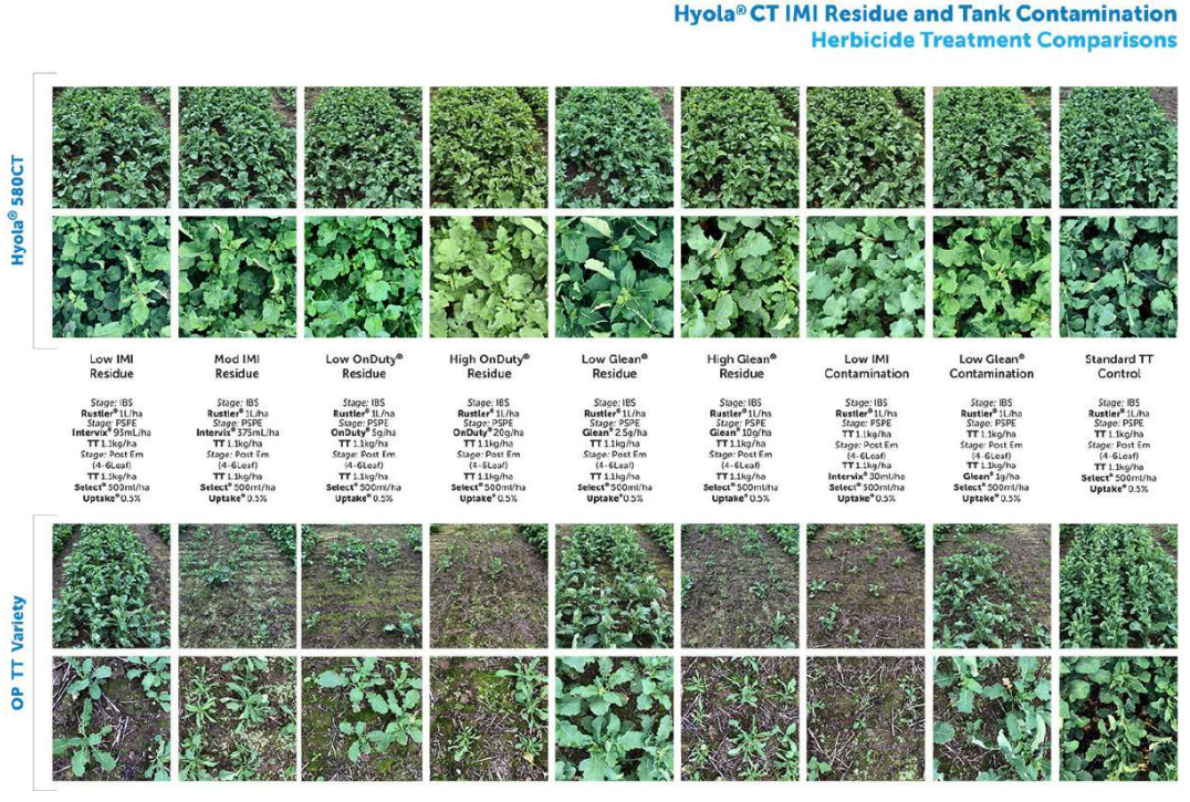 Grid of plant field photos comparing green crop plots under different treatments